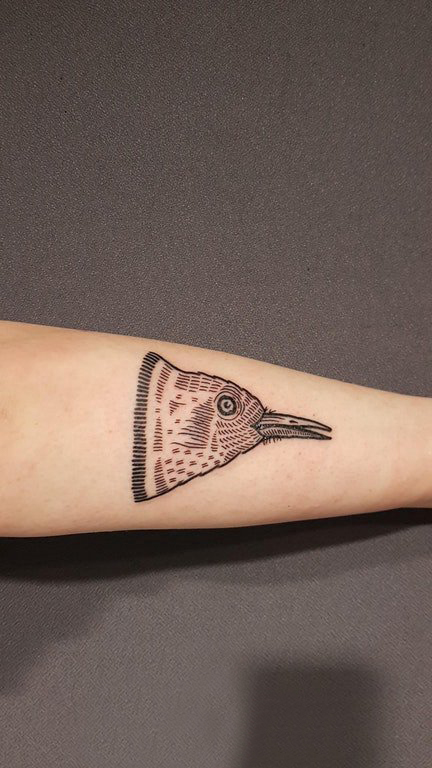 纹身鸟  女生手臂上创意的鸟纹身图片