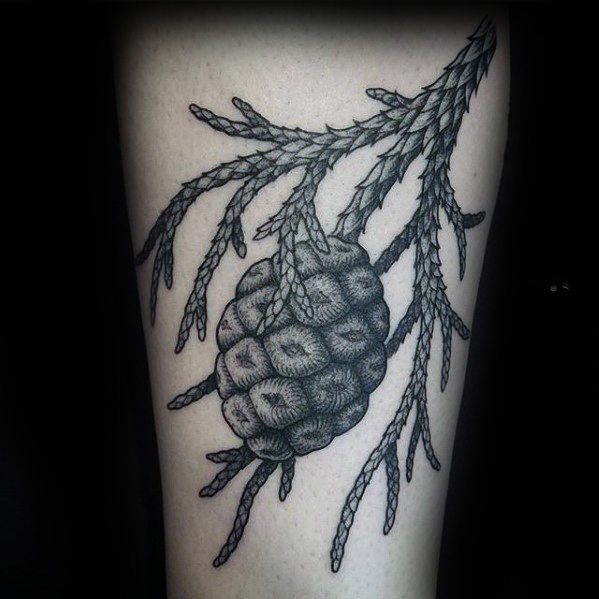 植物纹身   黑灰色调风格的松果纹身图案