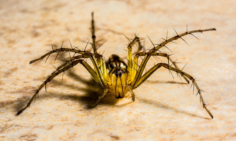 蜘蛛微距图片(12张)
