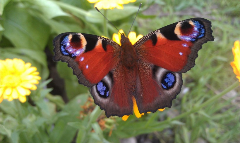 漂亮的孔雀蝴蝶图片(12张)