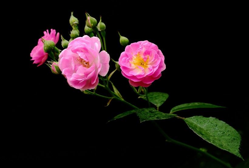 漂亮的蔷薇图片(20张)