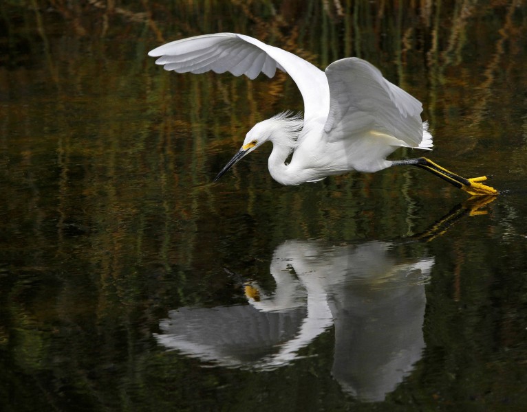 展翅飞翔的白鹭图片(11张)