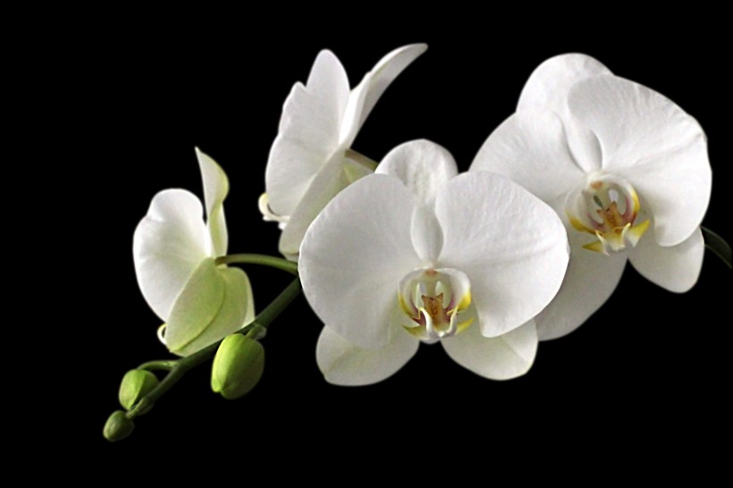 白色的蝴蝶兰图片(16张)