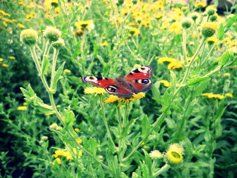 漂亮的孔雀蝴蝶图片(13张)