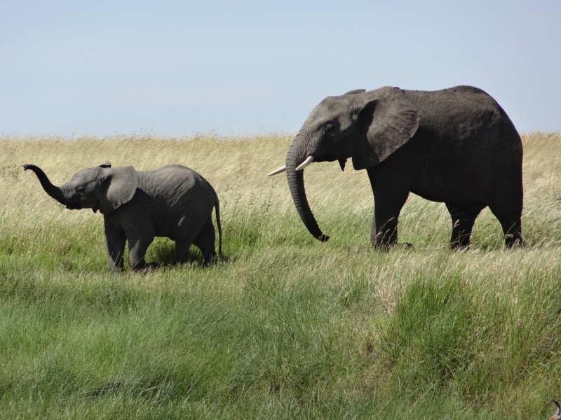走在一起的大象和小象图片(13张)