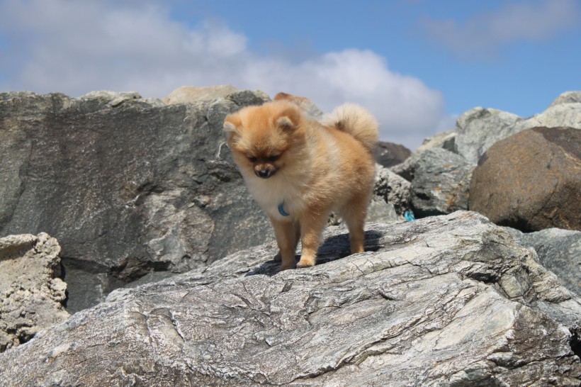 顽皮可爱的博美犬图片(14张)