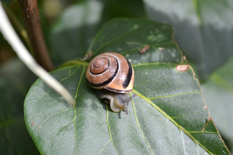 蜗牛高清图片(14张)