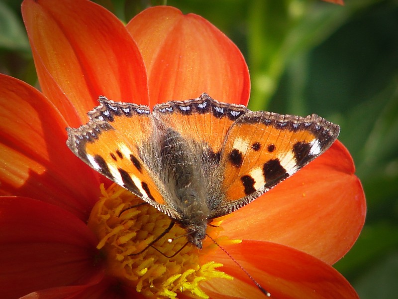花丛中的孔雀蝴蝶图片(11张)