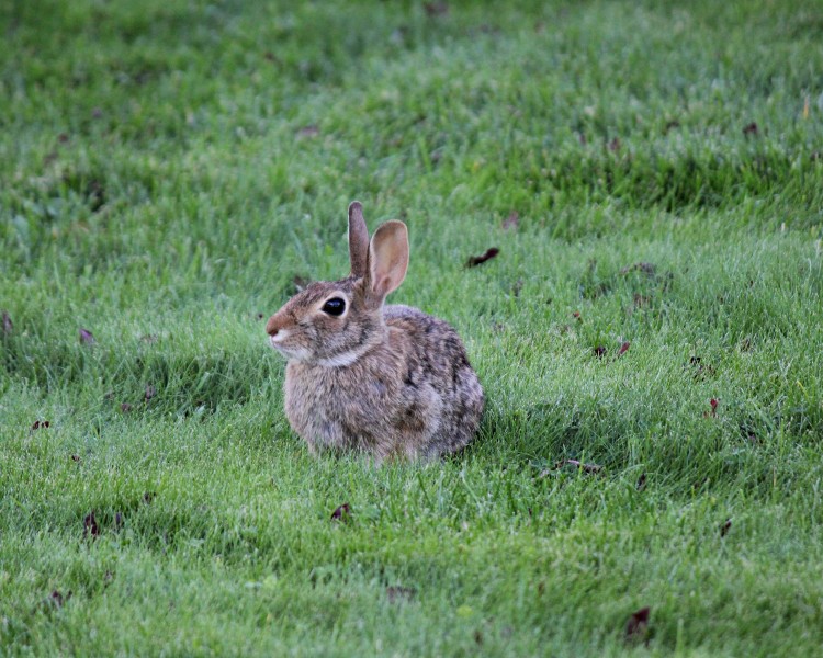 一只野生兔子图片(15张)