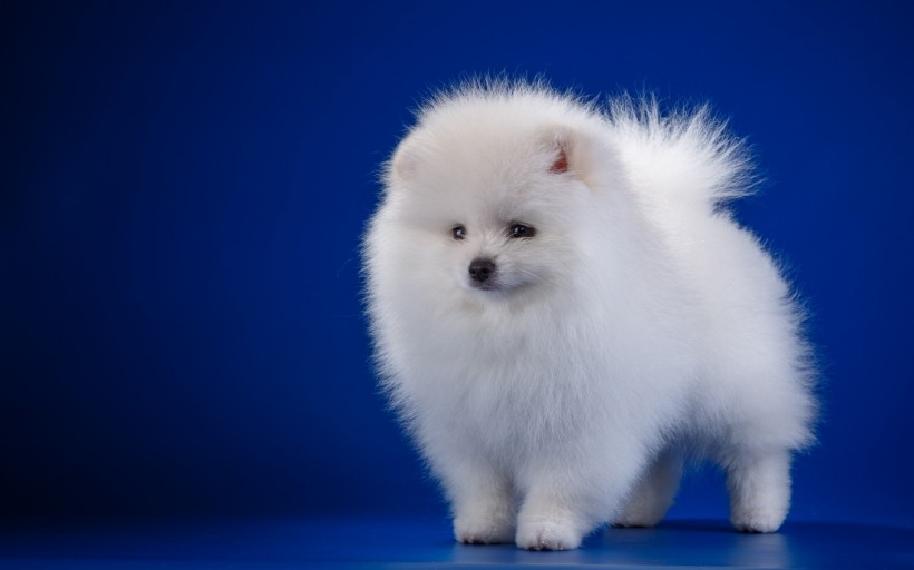 白色的斯皮茨犬图片(9张)