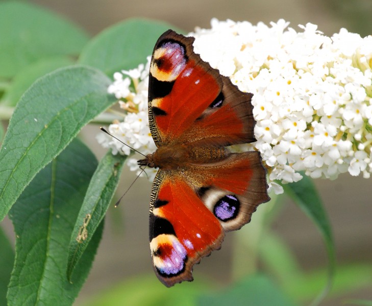 漂亮的孔雀蝴蝶图片(12张)