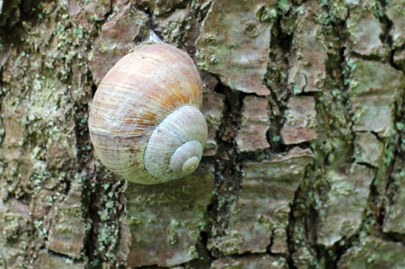 坚硬的蜗牛壳图片(13张)