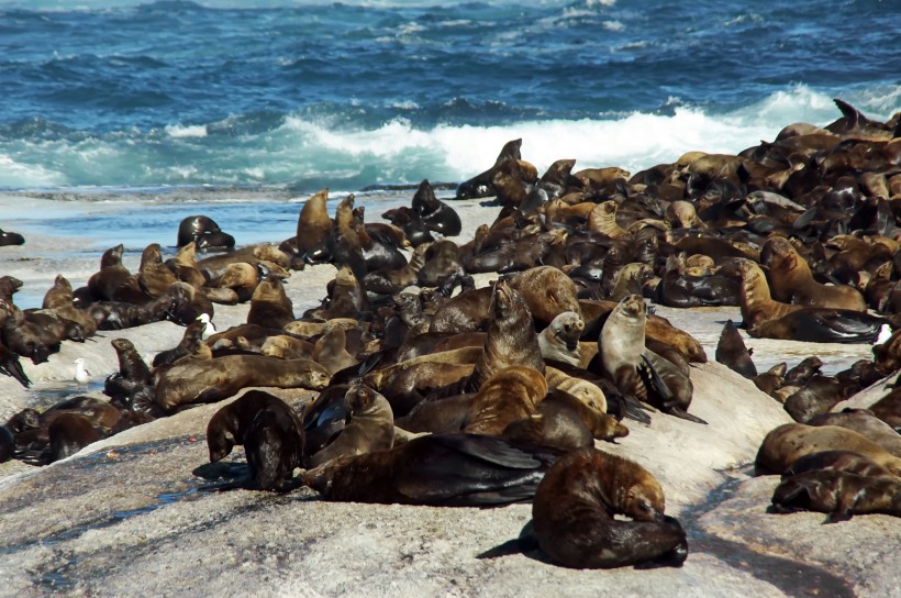 一群慵懒的海狮图片(13张)