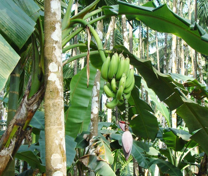 树上未采摘的香蕉图片(14张)