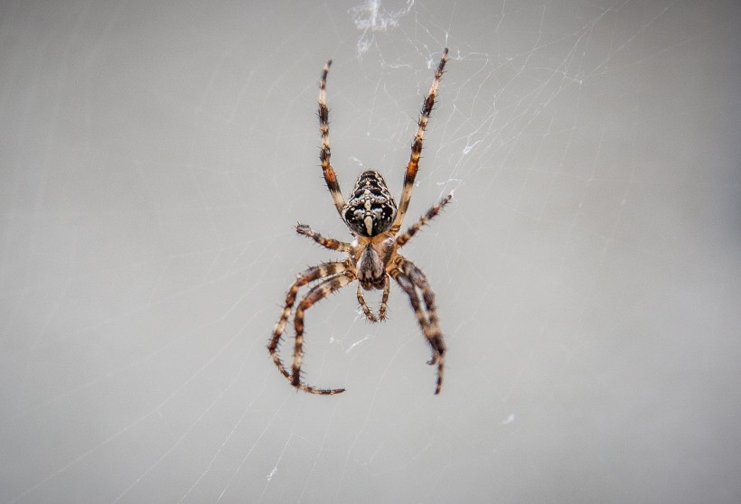 一只蜘蛛高清图片(15张)