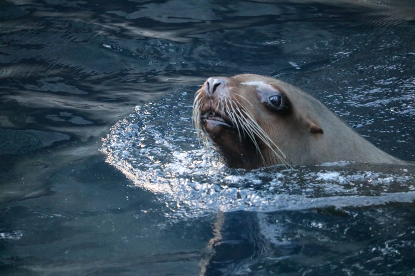 水中的海狮图片(15张)