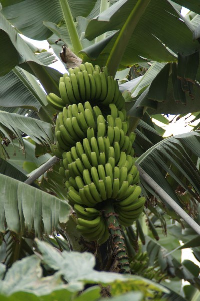 树上未采摘的香蕉图片(14张)