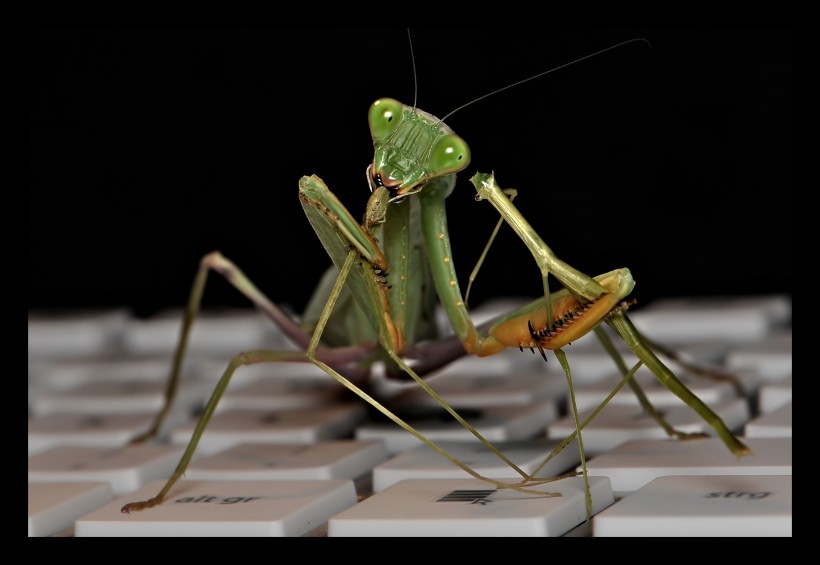 绿色霸道的螳螂图片(13张)