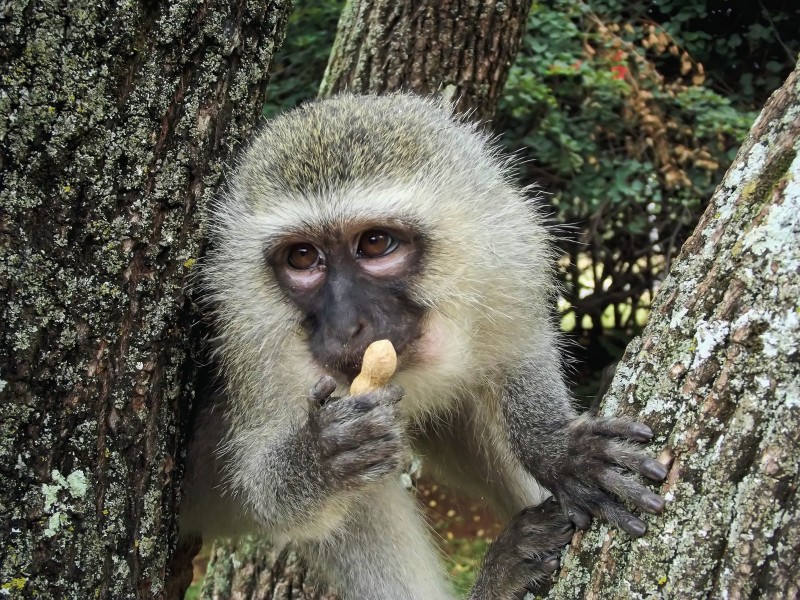 调皮可爱的猴子图片(11张)