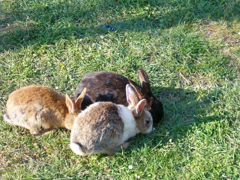 可爱呆萌的兔子图片(15张)