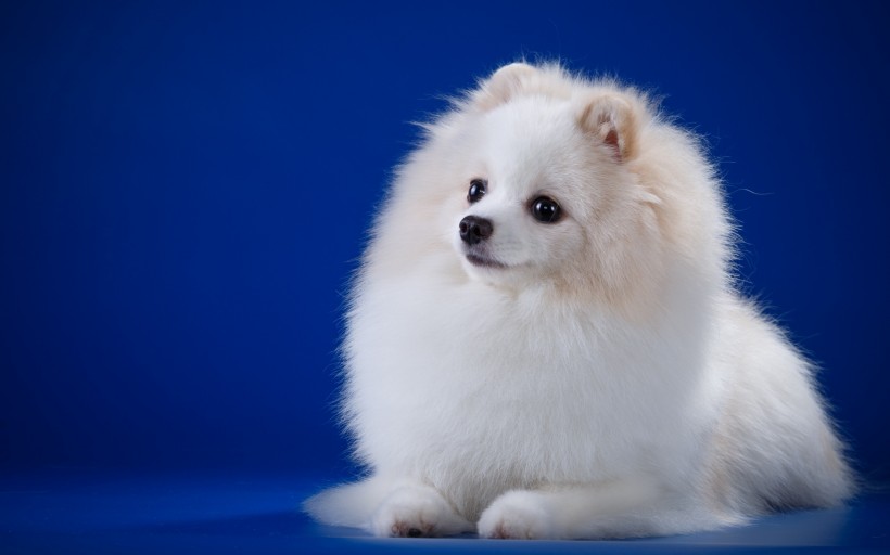 白色的斯皮茨犬图片(9张)