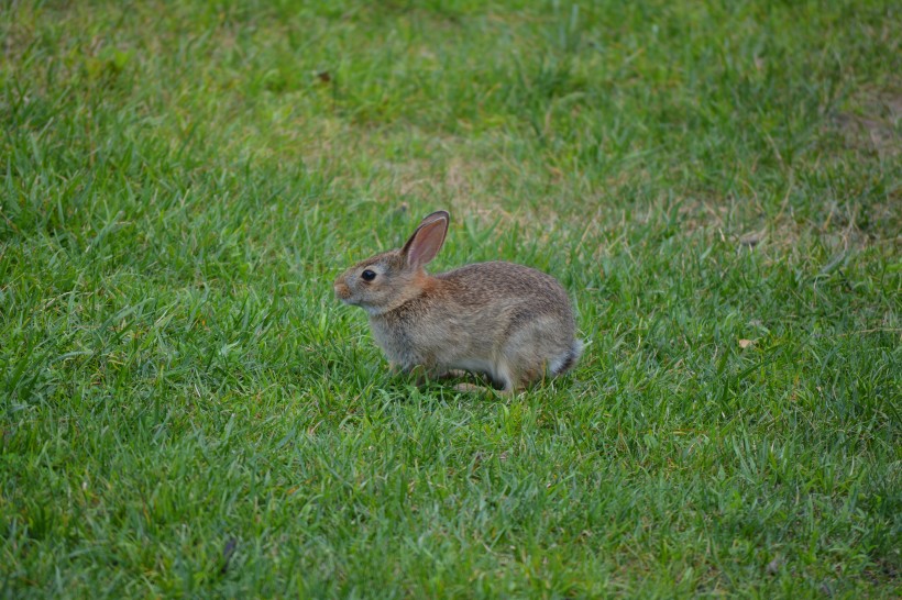 一只野生兔子图片(15张)