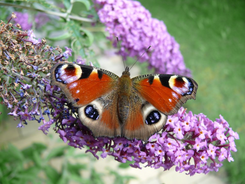 漂亮的孔雀蝴蝶图片(13张)