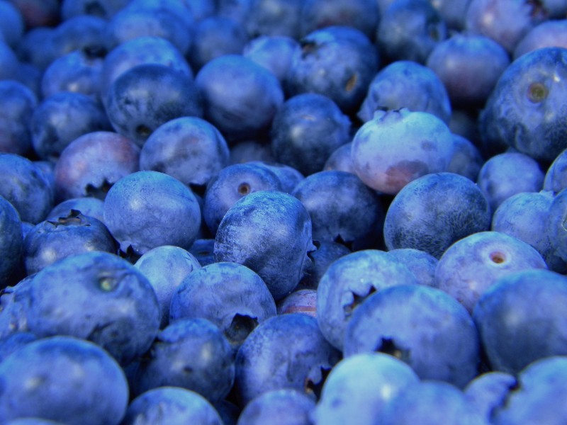 小巧精致的蓝莓图片(9张)