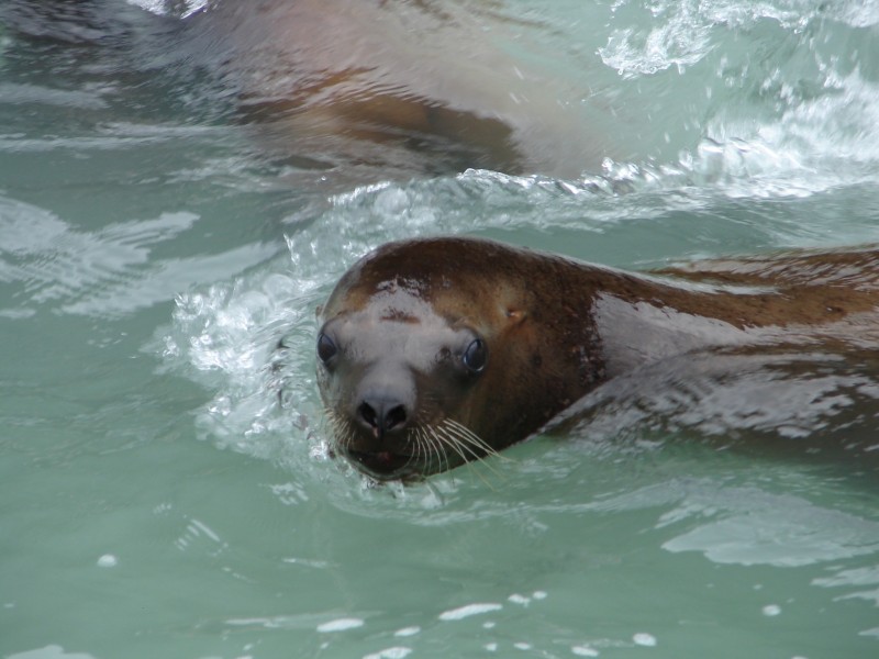 水中的海狮图片(15张)