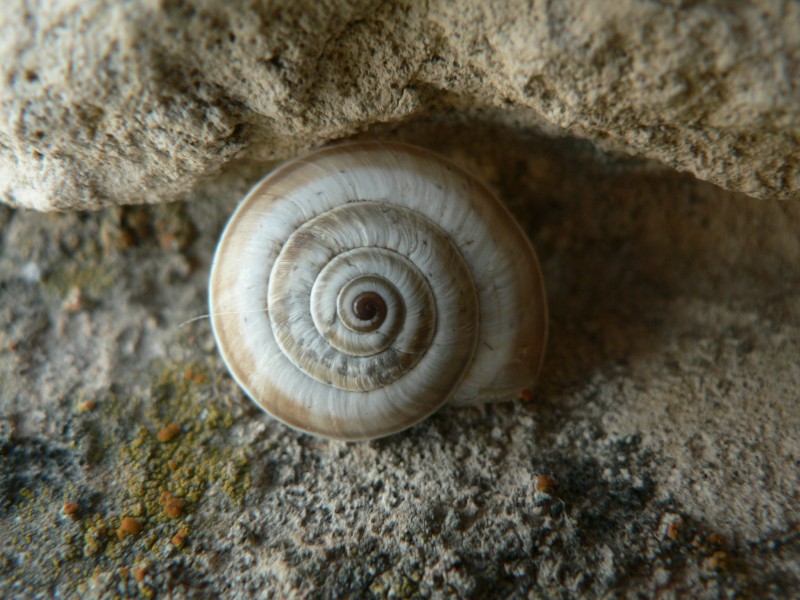 坚硬的蜗牛壳图片(13张)