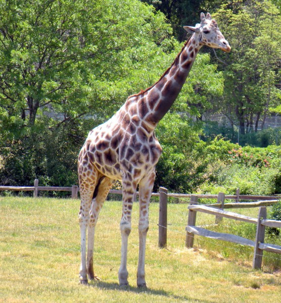 世界最高动物长颈鹿图片(11张)
