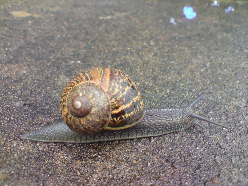缓慢爬行的蜗牛图片(15张)
