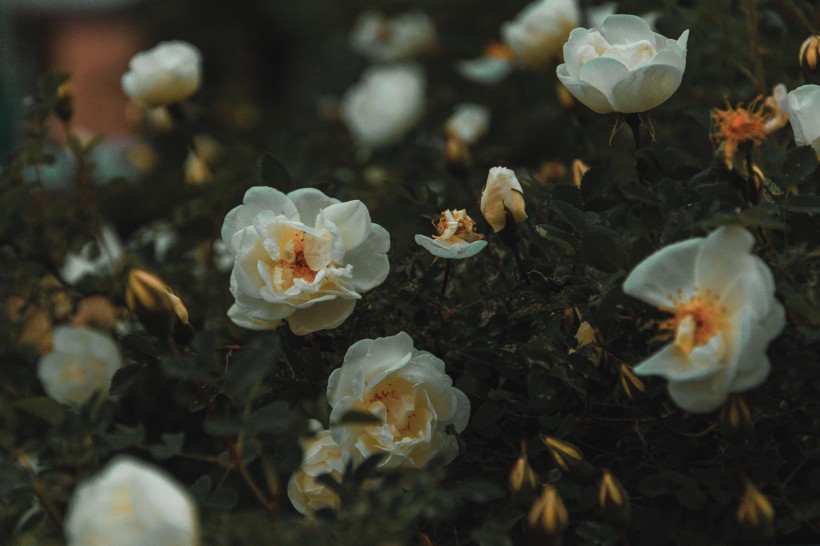 白色的花朵图片(10张)