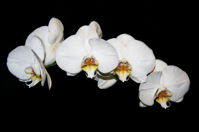 白色的蝴蝶兰图片(16张)