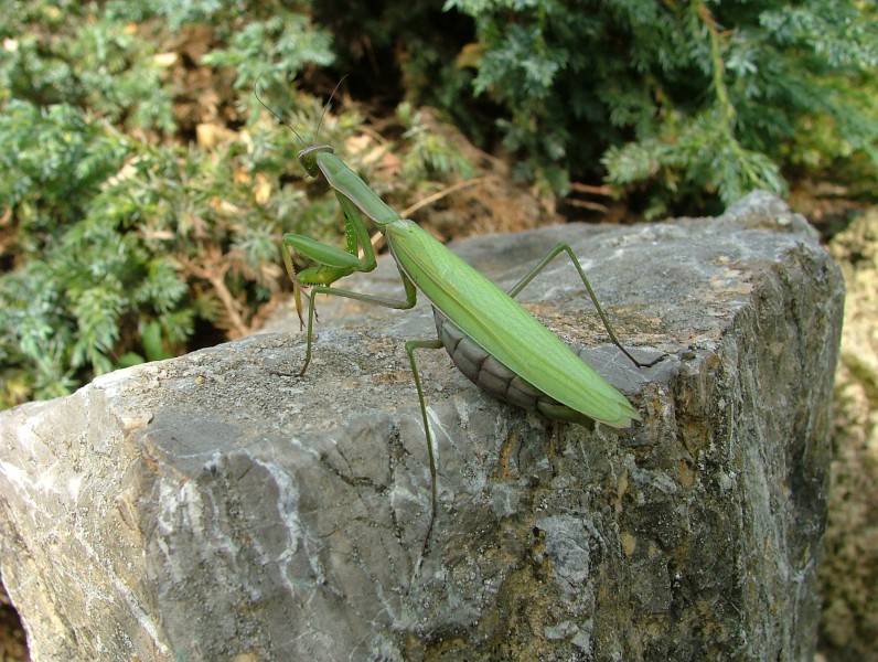 绿色霸道的螳螂图片(13张)