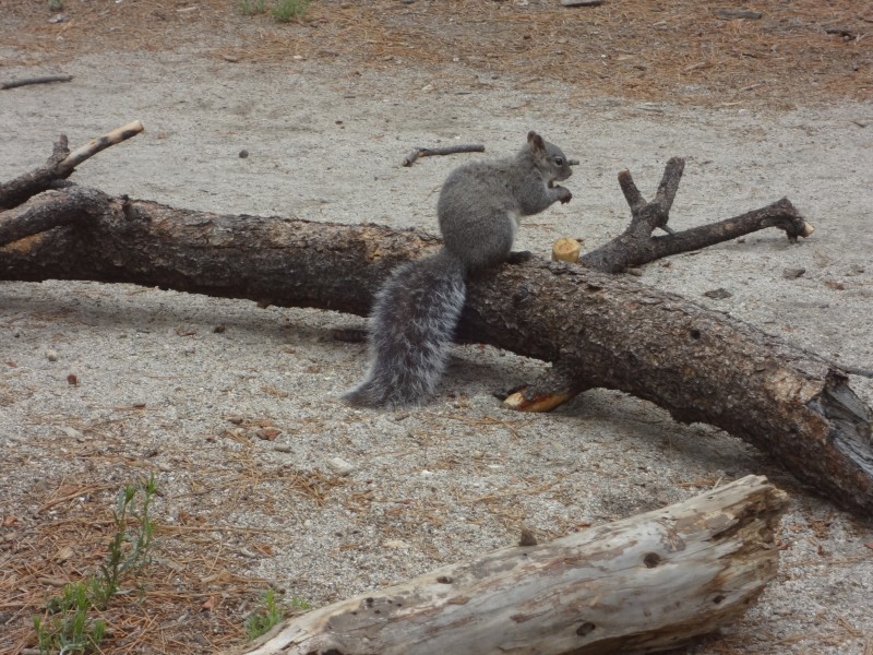 活泼可爱的灰色小松鼠图片(15张)