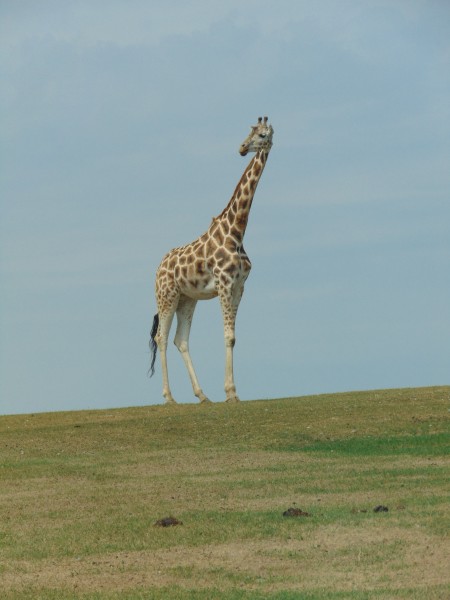 世界最高动物长颈鹿图片(11张)