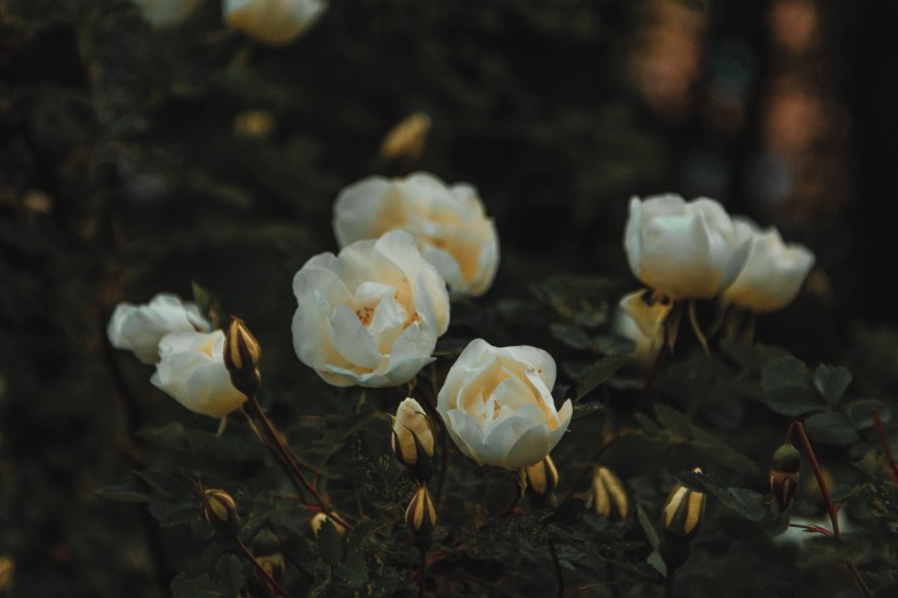白色的花朵图片(10张)