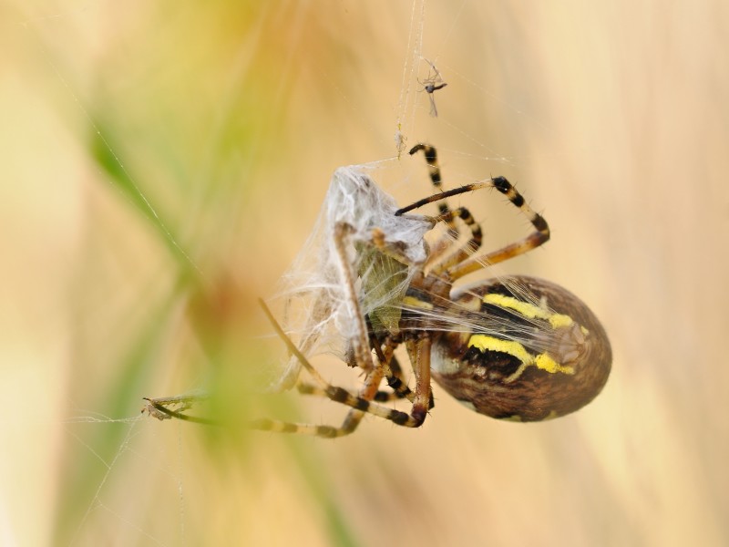 蜘蛛微距图片(12张)