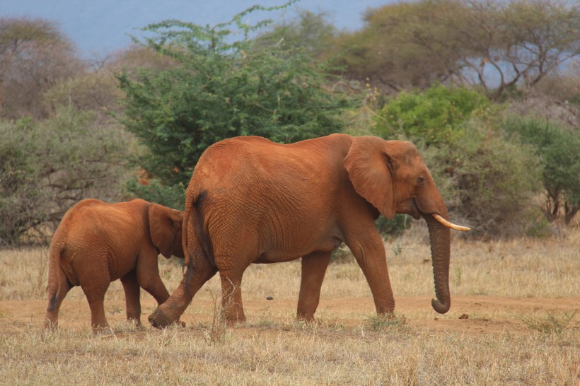 走在一起的大象和小象图片(13张)