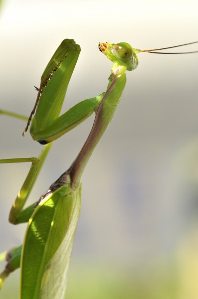 绿色的螳螂图片(13张)