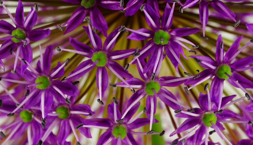 紫色的观赏葱图片(10张)