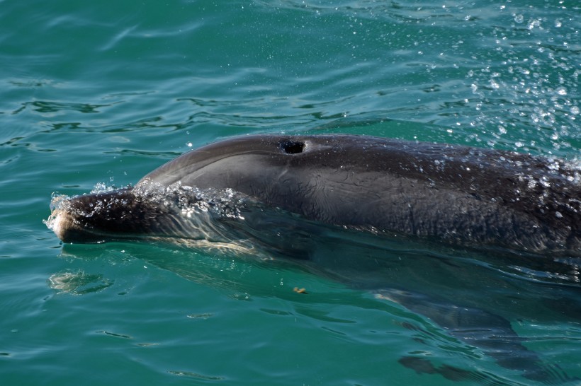 水中的海豚图片(10张)