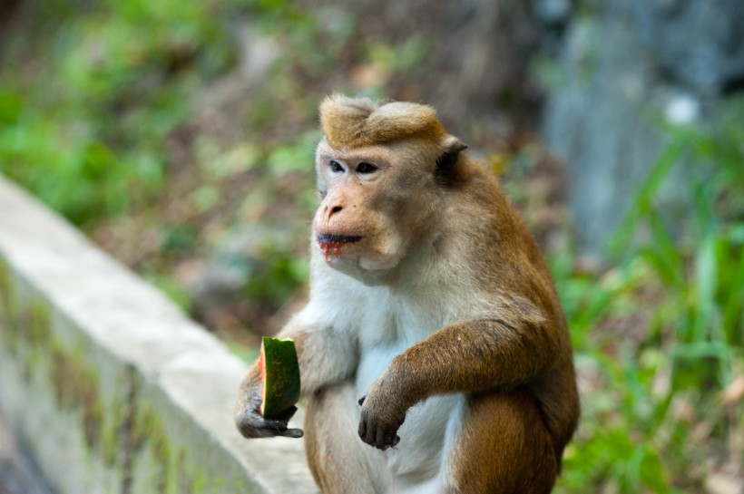 调皮可爱的猴子图片(11张)