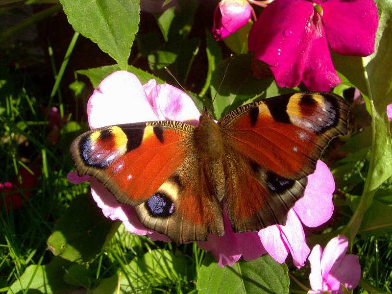 花丛中的孔雀蝴蝶图片(11张)