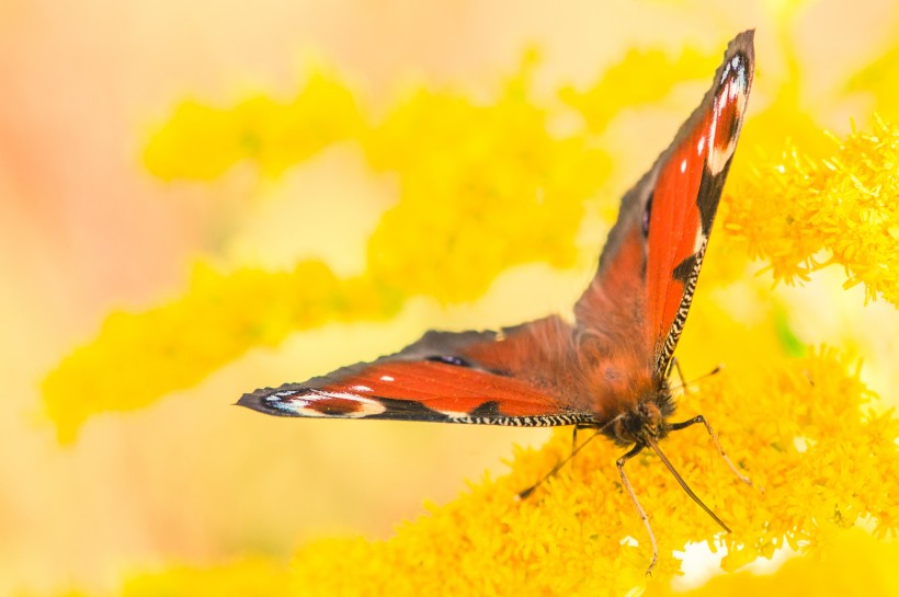 花丛中的孔雀蝴蝶图片(12张)