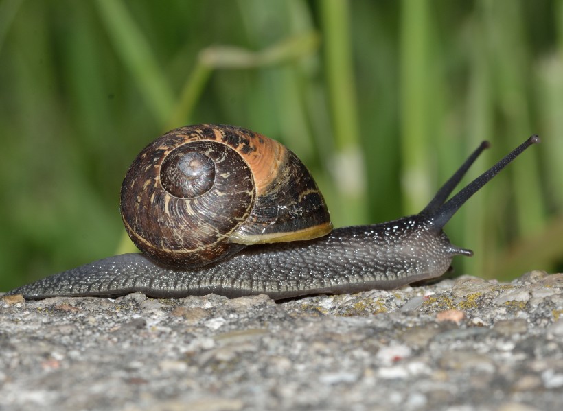 缓慢爬行的蜗牛图片(13张)