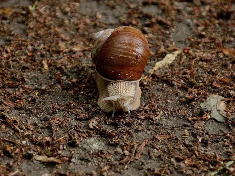 缓慢爬行的蜗牛图片(13张)