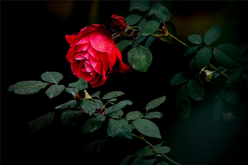 鲜艳的红色玫瑰图片(13张)