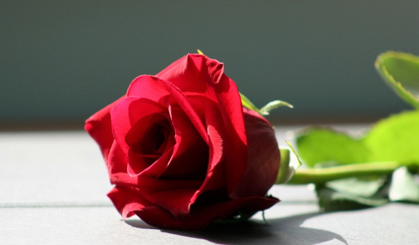 鲜艳的红色玫瑰图片(13张)